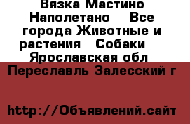 Вязка Мастино Наполетано  - Все города Животные и растения » Собаки   . Ярославская обл.,Переславль-Залесский г.